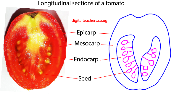 Reproduction in plants (O-level) - Digital Teachers Uganda