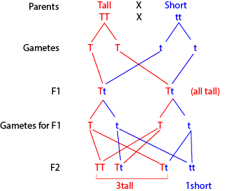 law of independent assortment explanation