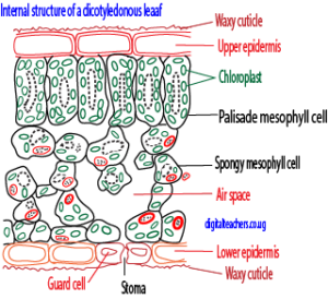 Autotrophic nutrition (A-level biology) - Digital Teachers Uganda