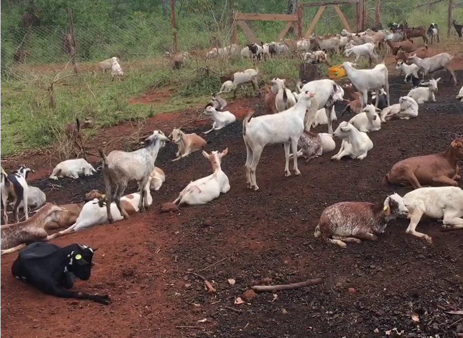 Small Ruminant Production In Uganda - Digital Teachers Uganda